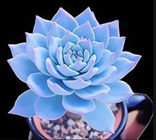 Load image into Gallery viewer, Echeveria
