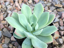 Load image into Gallery viewer, Echeveria
