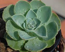 Load image into Gallery viewer, Echeveria
