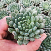 Load image into Gallery viewer, Subscription Box - Succulents
