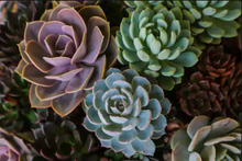 Load image into Gallery viewer, Echeveria
