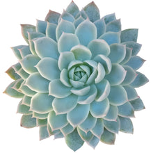 Load image into Gallery viewer, Echeveria
