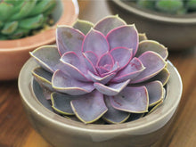 Load image into Gallery viewer, Echeveria
