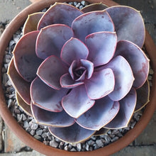 Load image into Gallery viewer, Echeveria
