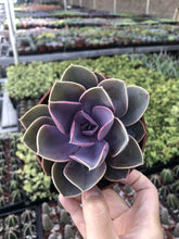 Load image into Gallery viewer, Echeveria
