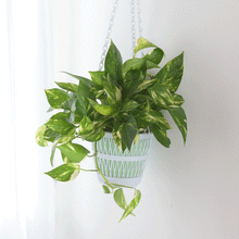 Load image into Gallery viewer, Pothos
