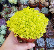 Load image into Gallery viewer, Moss
