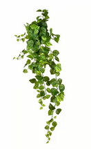 Load image into Gallery viewer, Pothos
