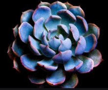 Load image into Gallery viewer, Echeveria
