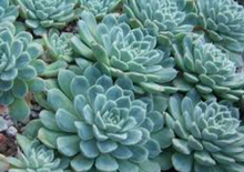 Load image into Gallery viewer, Echeveria
