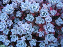 Load image into Gallery viewer, Sedum
