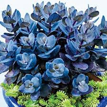 Load image into Gallery viewer, Sedum
