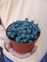 Load image into Gallery viewer, Sedum
