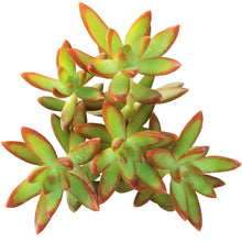 Load image into Gallery viewer, Sedum
