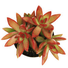 Load image into Gallery viewer, Sedum
