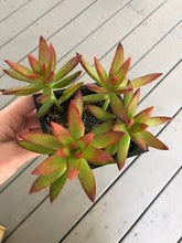Load image into Gallery viewer, Sedum

