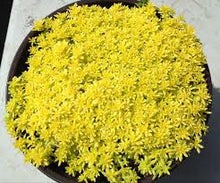 Load image into Gallery viewer, Sedum
