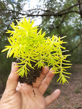 Load image into Gallery viewer, Sedum
