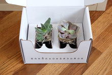 Load image into Gallery viewer, Subscription Box - Succulents
