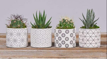 Load image into Gallery viewer, Subscription Box - Succulents
