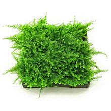 Load image into Gallery viewer, Moss
